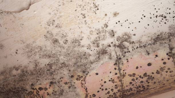 Best Emergency Mold Remediation in Dundee, MI